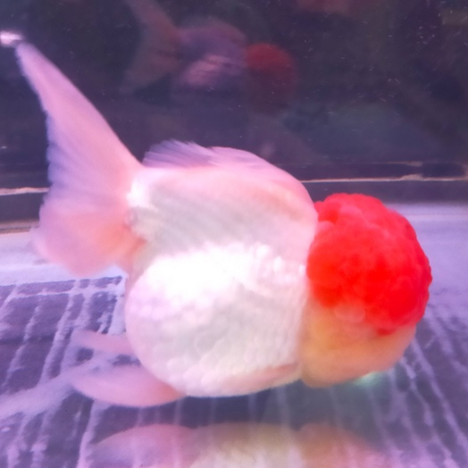 KOKI CHERRY HEAD JUMBO TOP GRADE