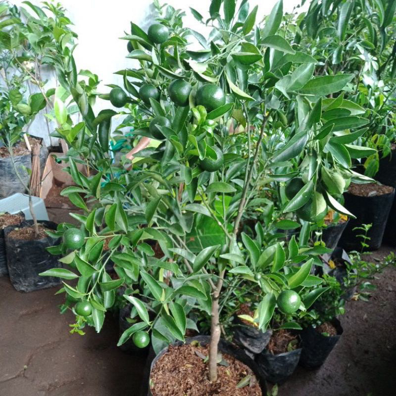 INDUKAN JERUK SANTANG HIJAU BERBUAH MANIS