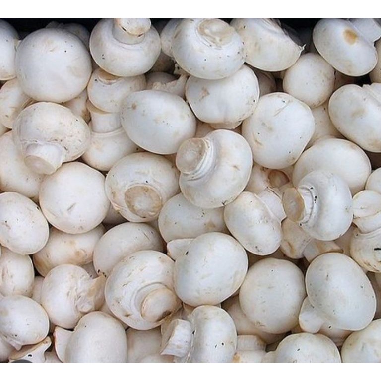 

Stock baru jamur kancing 25gr