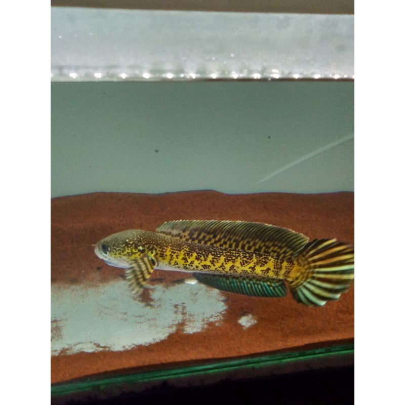 Chana AURANTI MACULATA baby 4-5cm cb dieng
