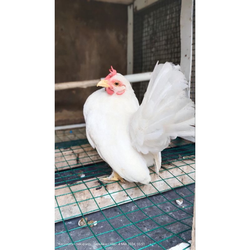 ayam kate putih, ayam hias