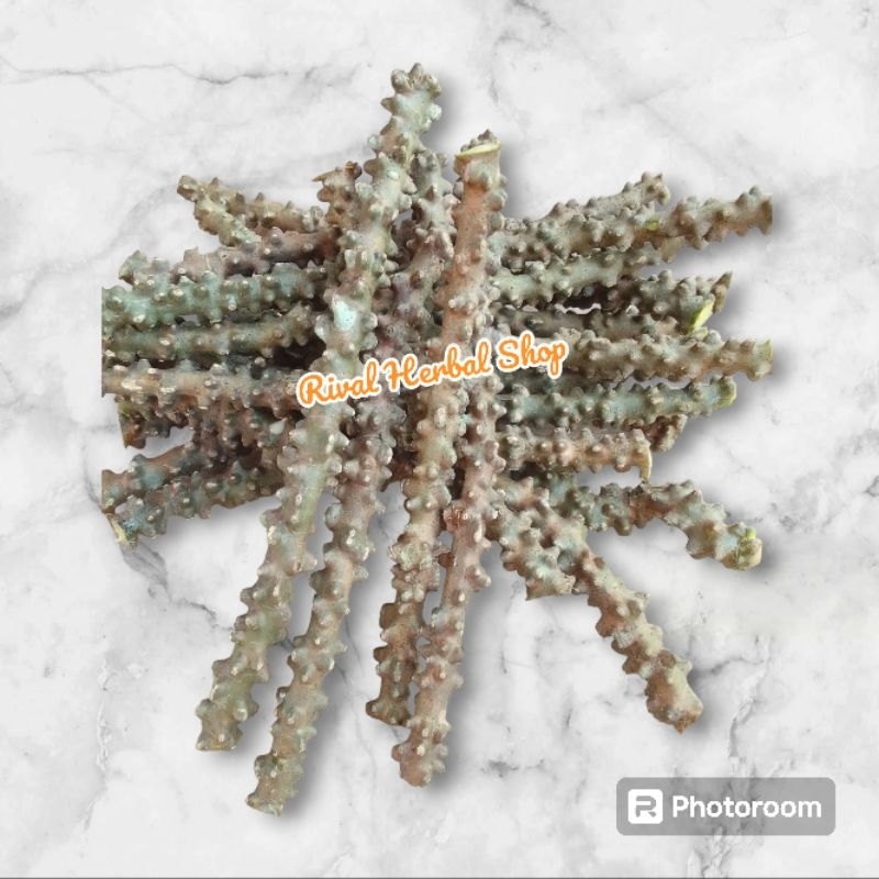 

Brontiwalo/Brantawali Segar 500 Gram Peningkat Kekebalan Tubuh Brantawali Fres