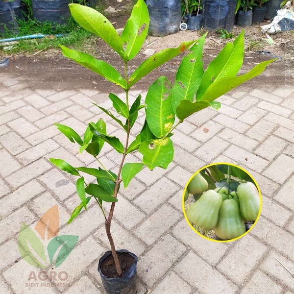 Bibit Jambu Air Madu Deli Hijau Manis