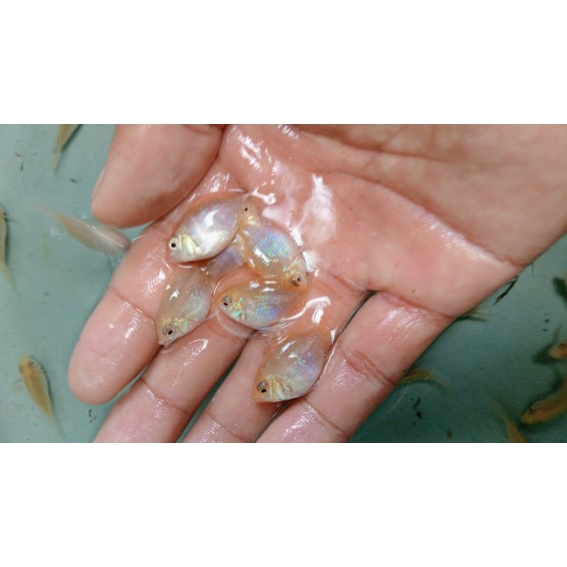 

golden elektrik Selayer sz s paket 20e