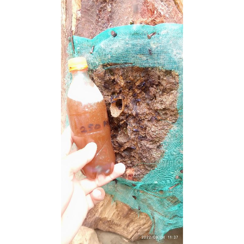 

madu klanceng