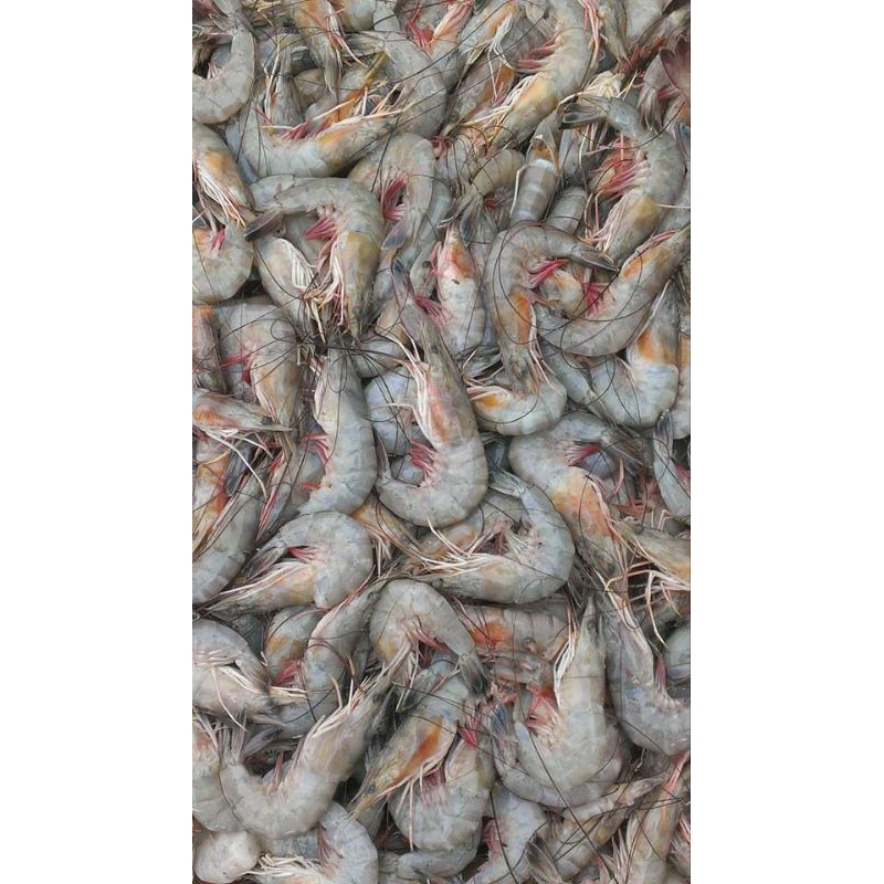 

Udang Panami Fresh 250gr