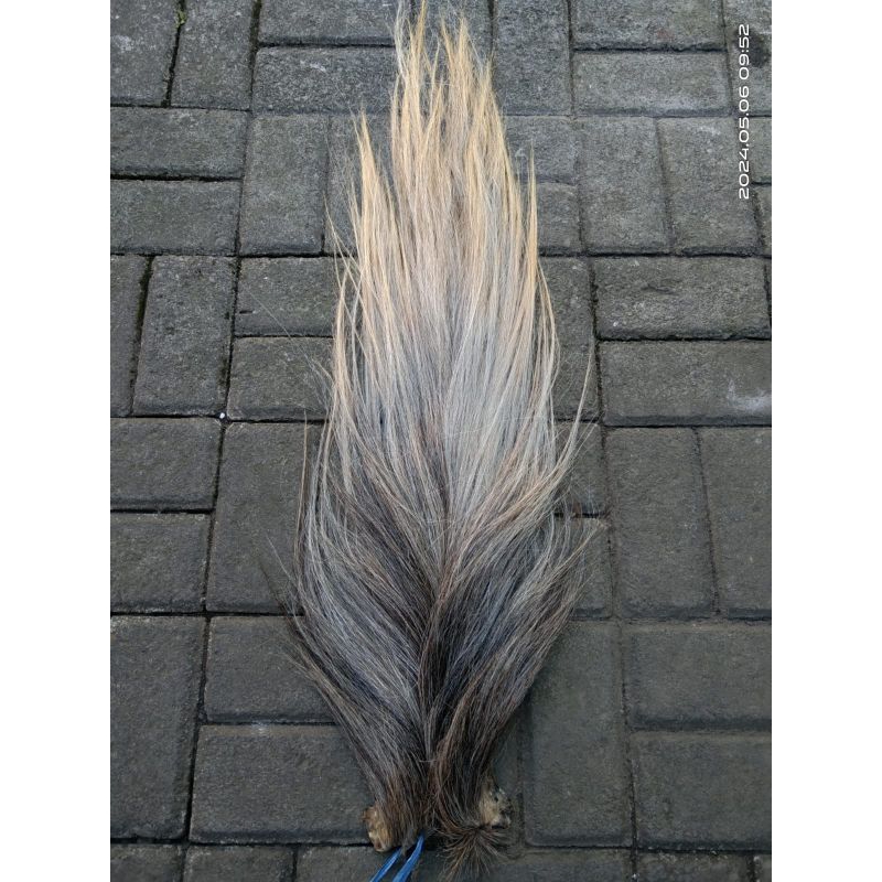 ekor kuda buntut jaran warna abu abu dawuk