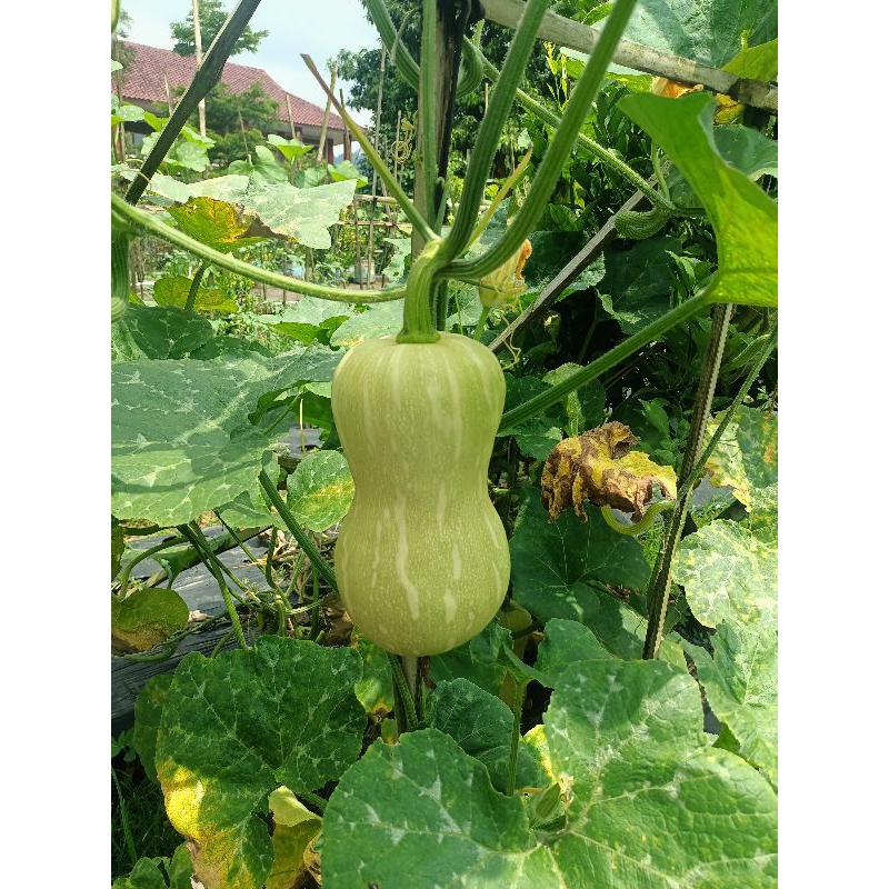 

butternut