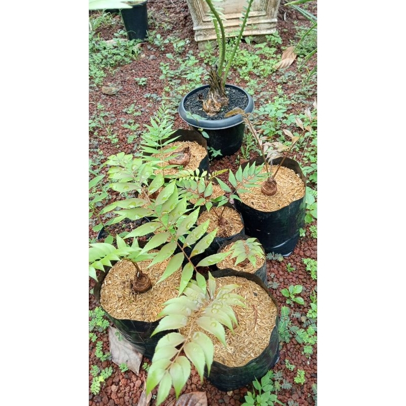 Sikas Zamia Fischeri/ Pohon Purba Sikas