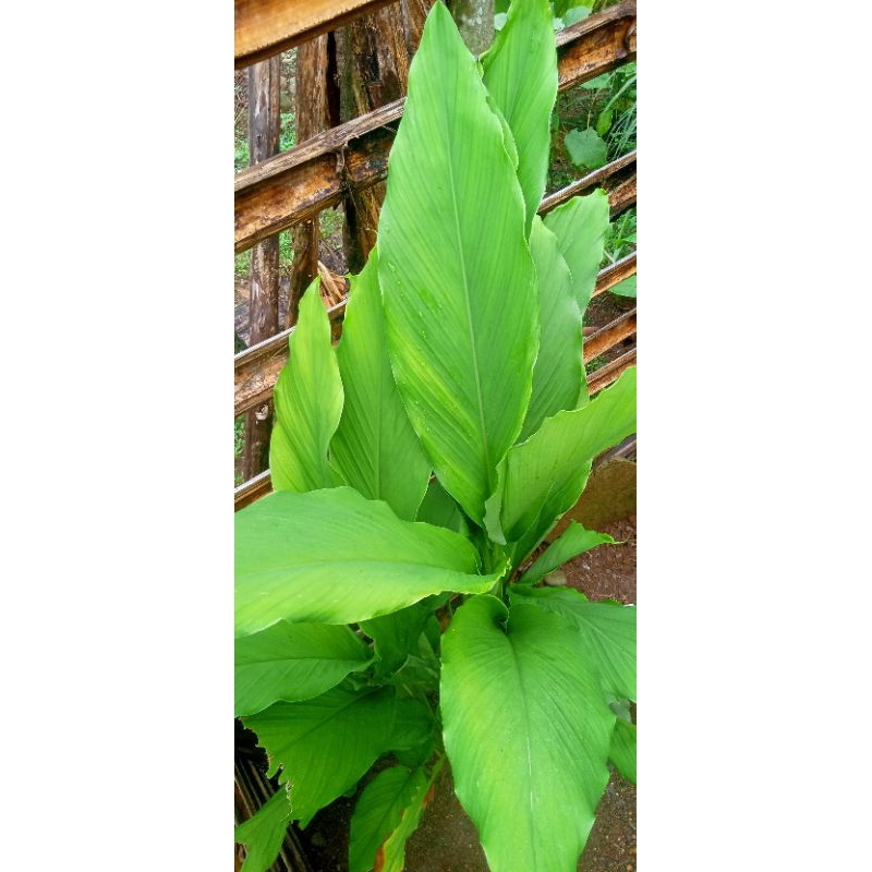 

HERBAL DAUN KUNYIT PRES