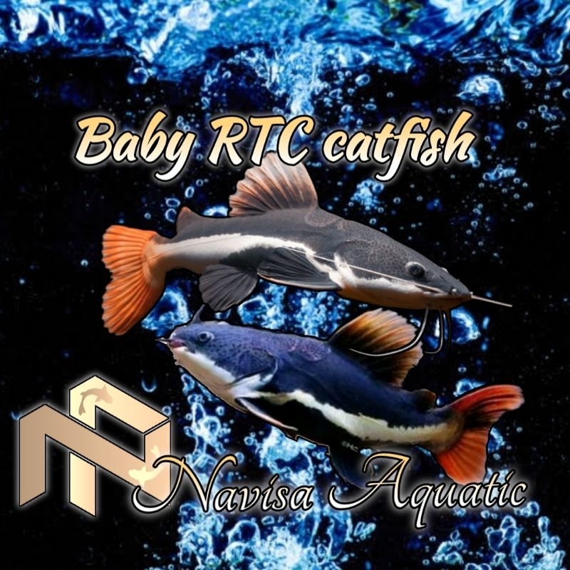 Hiasan Aquarium / RTC Catfish 8-10cm