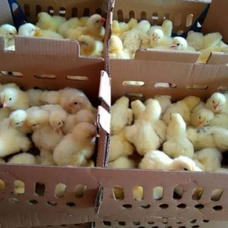 BIBIT AYAM BROILER MINIMAL ORDER 5 ekor