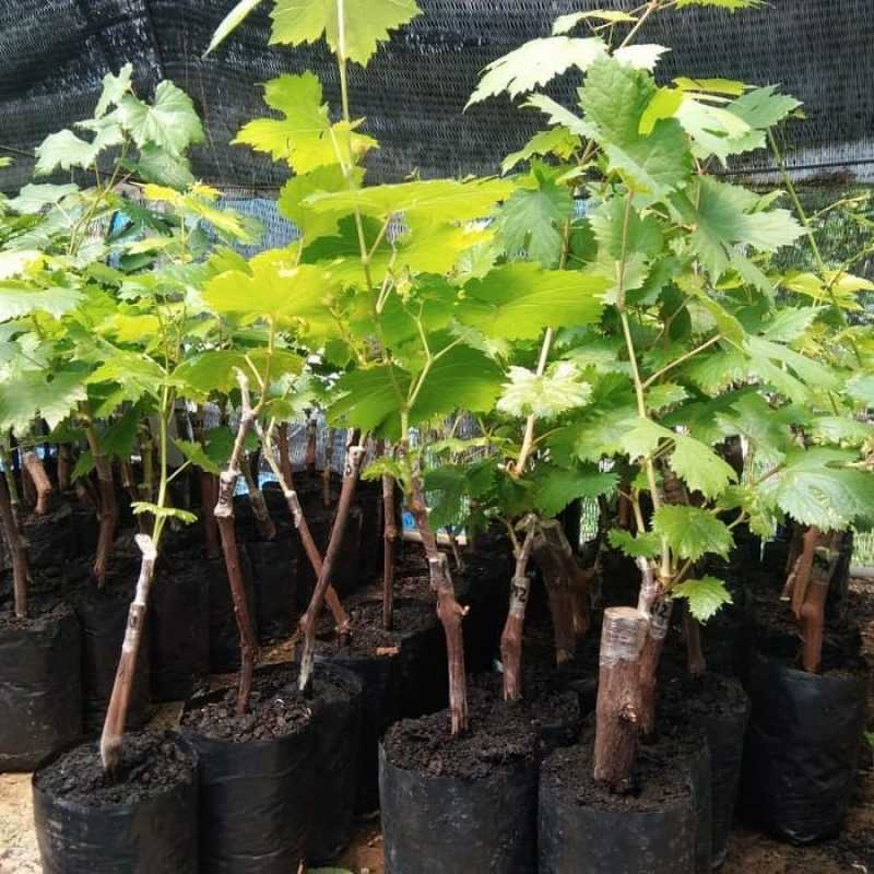 Shopritz Bibit Anggur Halloween Ukraina (Hasil Grafting) Cepat Berbuah