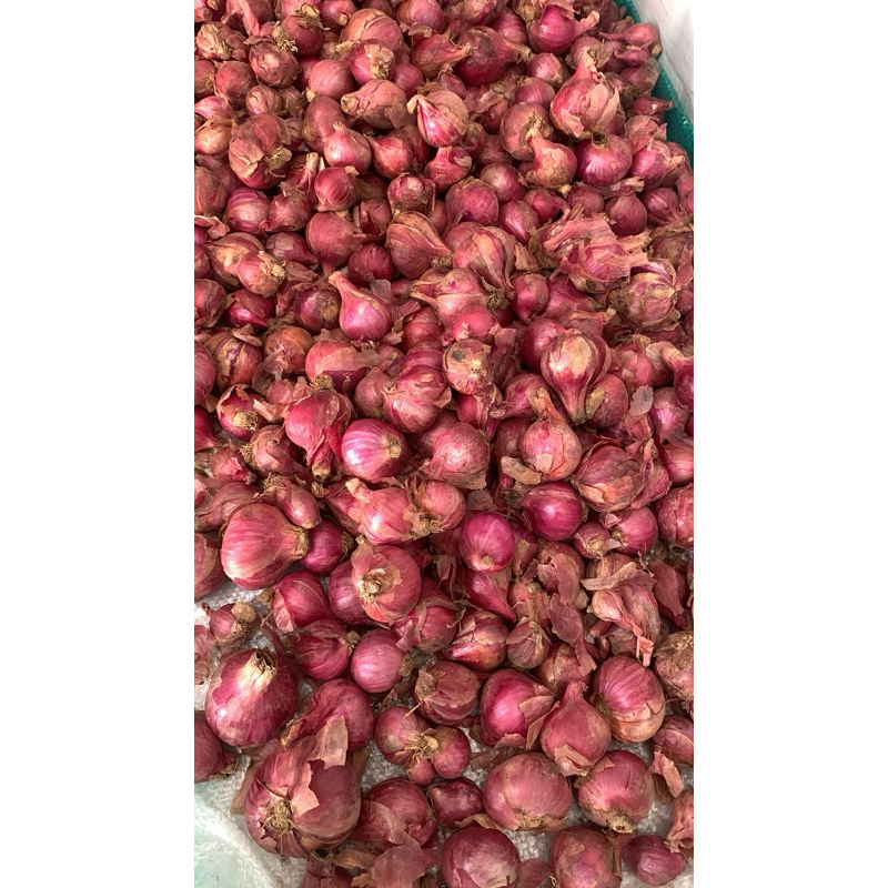 

Bawang merah jawa