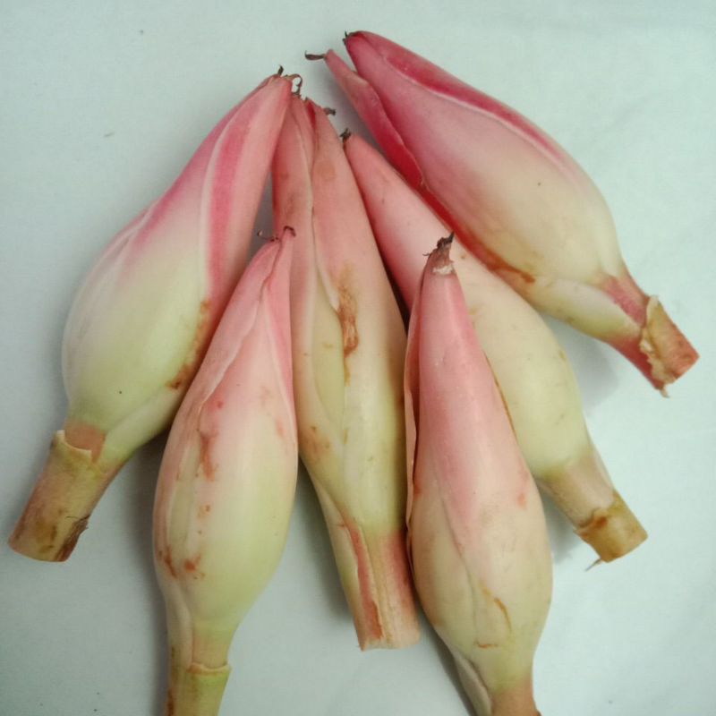 

Bunga Rias Kincung Honje Kecombrang 1 kg