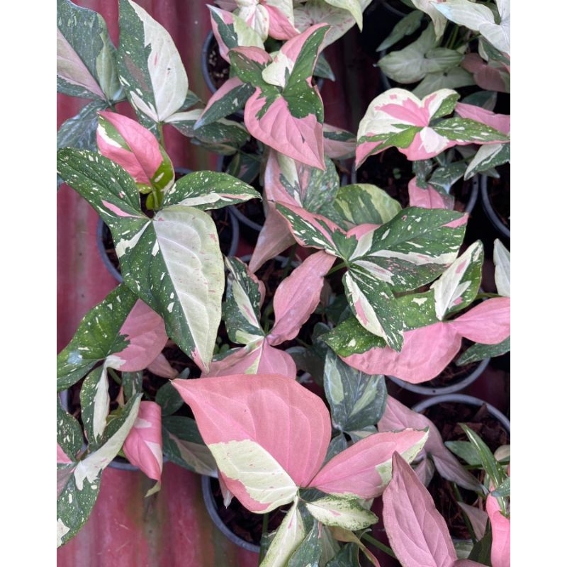 Syngonium Red spot tricolor