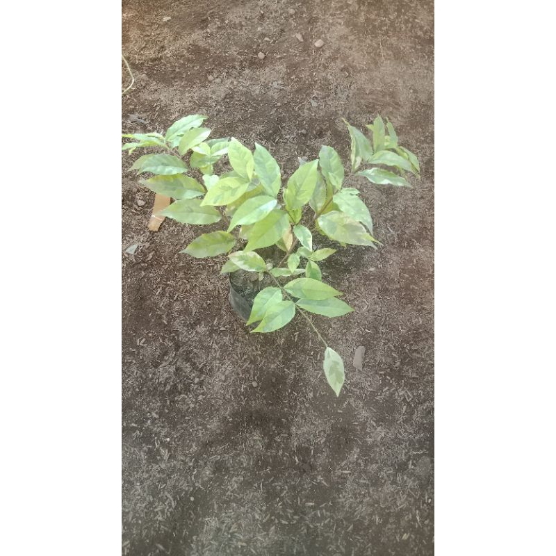 Bahan bonsai anting putri