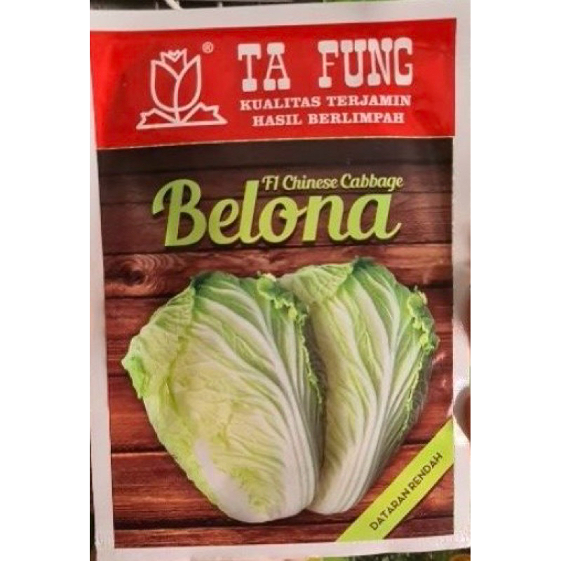 Benih kubis sawi putih BELONA F1 10 gram chinese cabbage hibrida dari tafung belona