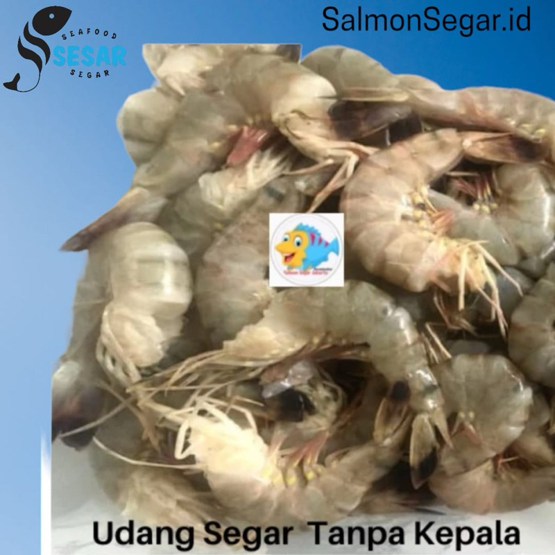 

Udang Segar Tanpa Kepala