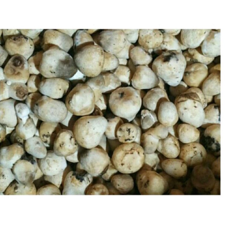 

Super Oke Jamur Merang 1 kg