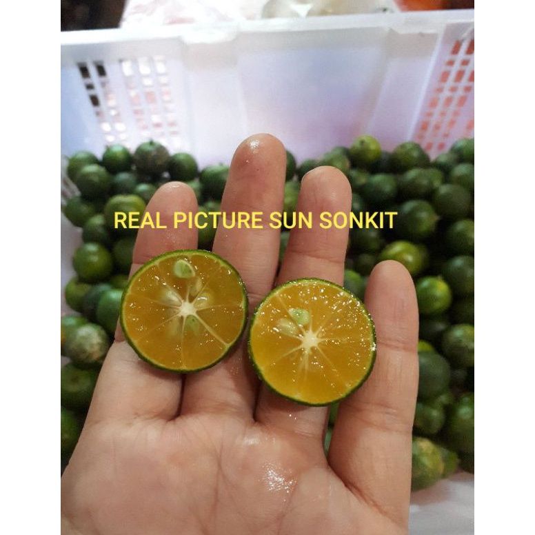 

Kilat Hemat JERUK SONKIT 1KG JERUK KASTURI JERUK KUNCI LEMON CUI