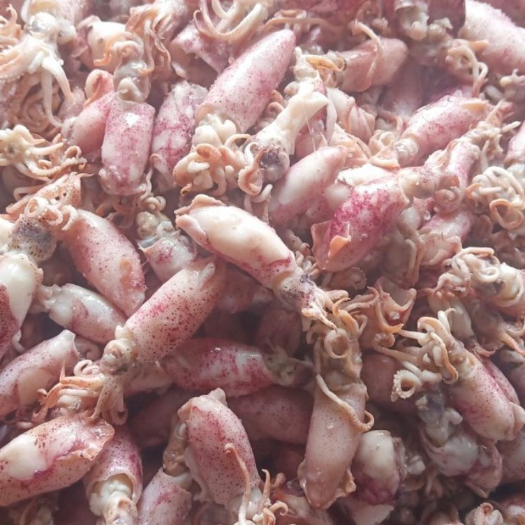 

Hemat Banget Ikan asin cumi Beby 5gr 1sampai 4cmcumi asin baby rebusbasacumi asin baby