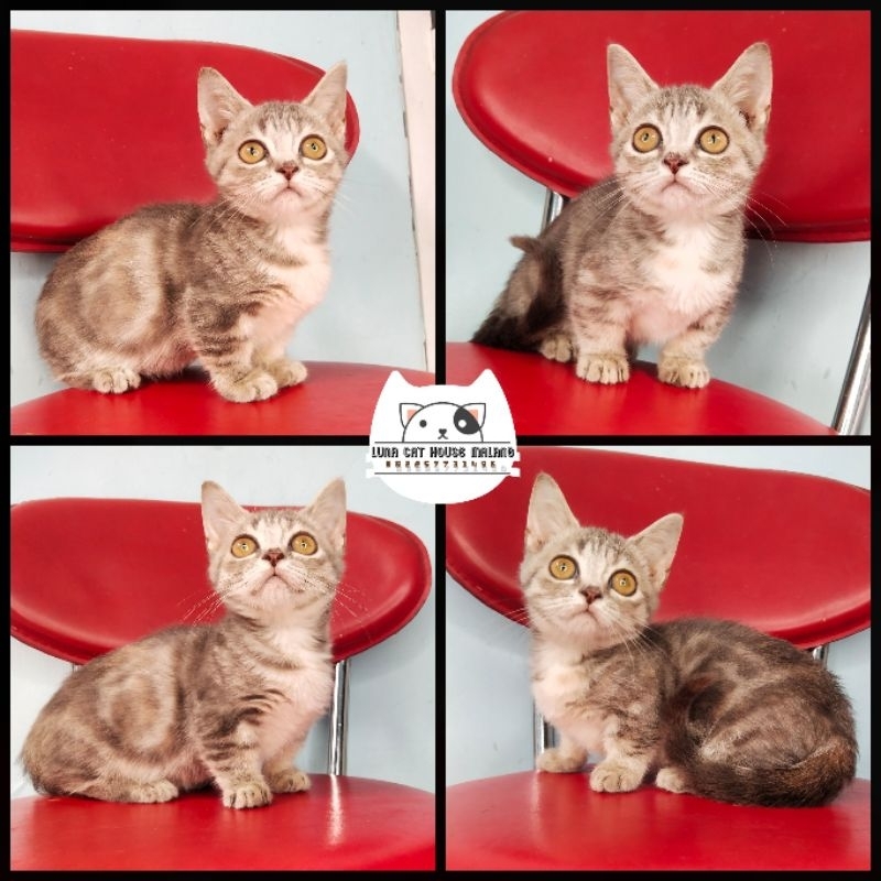 kucing munchkin gaelic straight