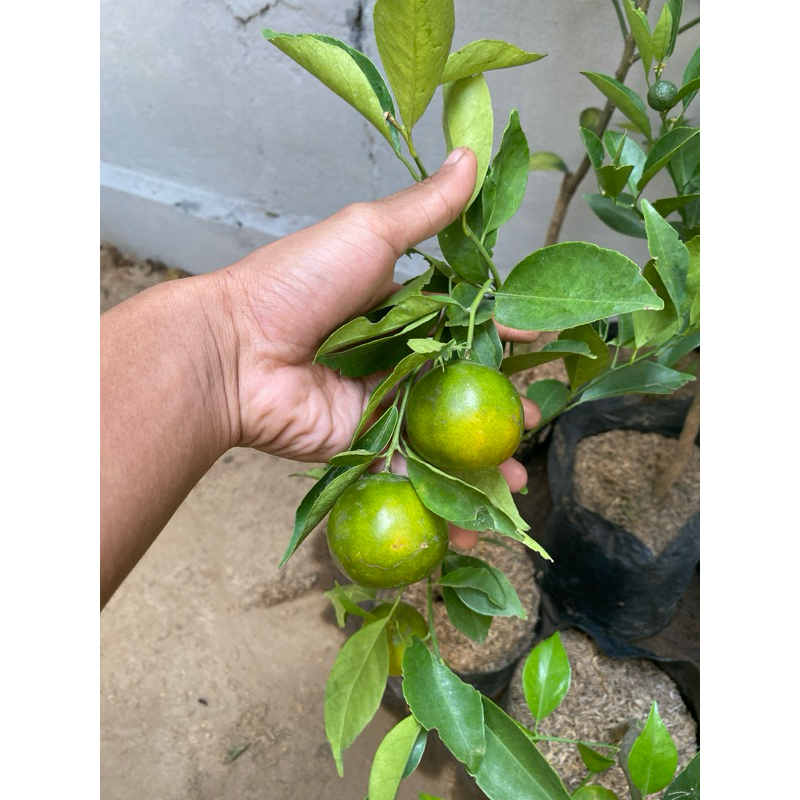 

Jeruk Siyem Madu Kondisi Berbuah