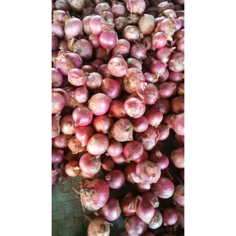 

Bawang merah 1kg super kering dan besar