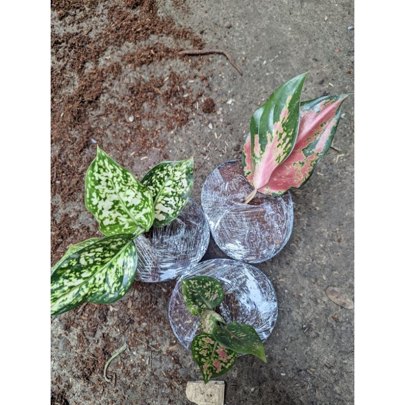 PROMO PAKET 3 ANAKAN AGLONEMA SUKSOM SUPER WHITE TRICOLOR