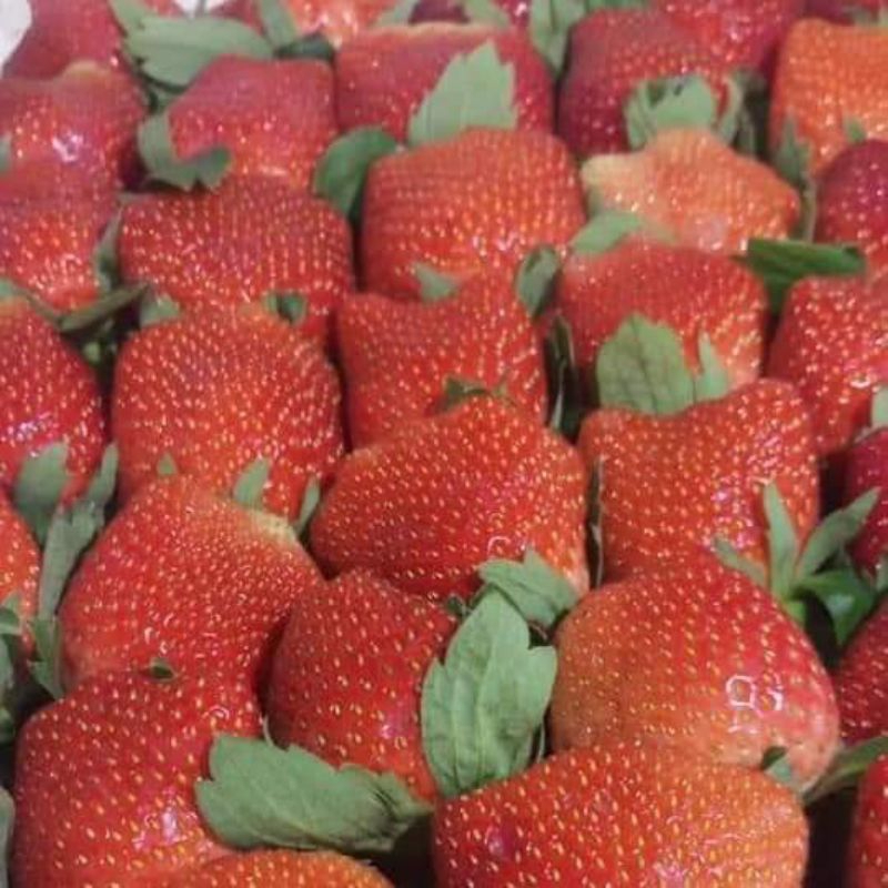 

strawberry fresh super size
