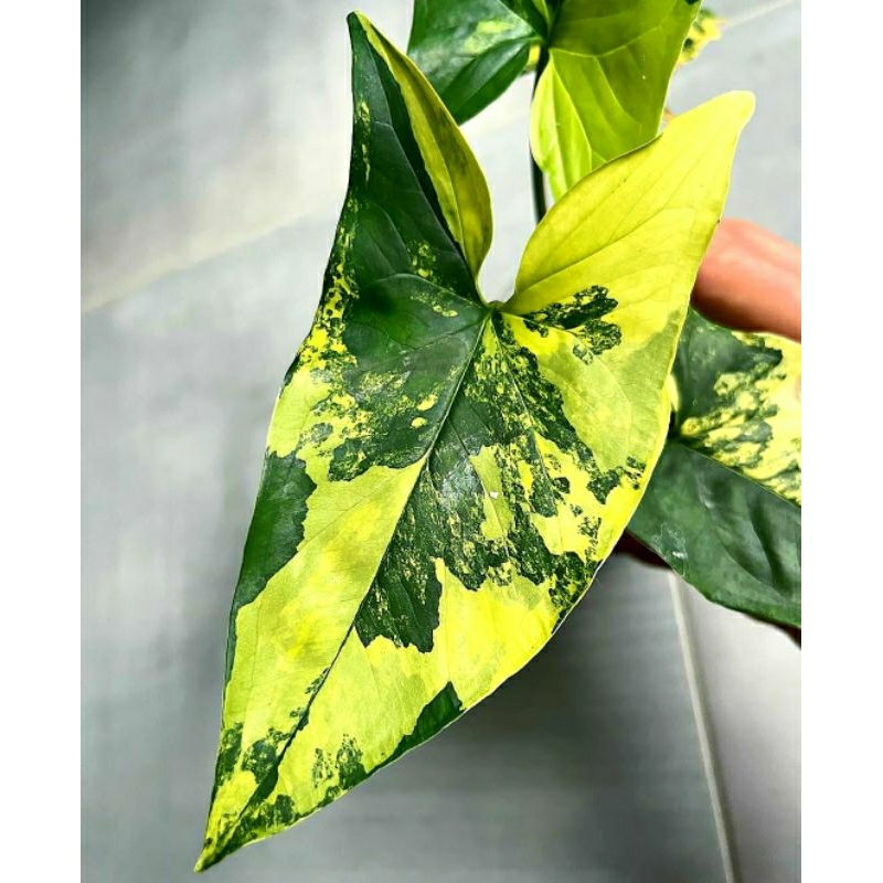 Syngonium Aurea Varigata