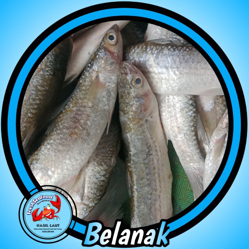 

IKAN BELANAK SEDANG 1KG