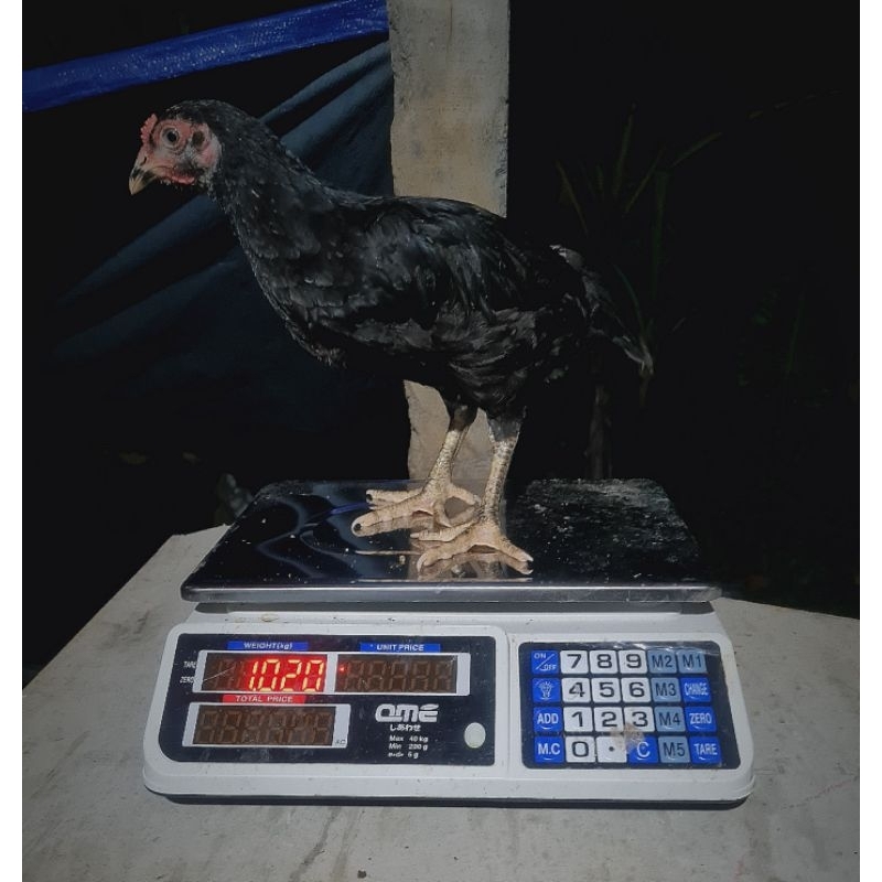 

Ayam Kampung KUB Kualitas Terbaik