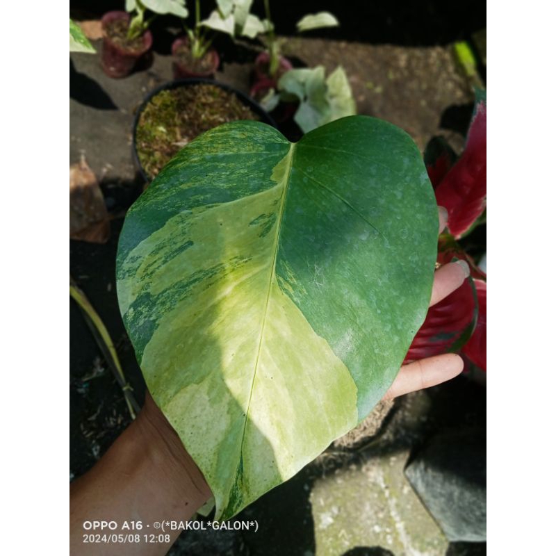 philodendron marmorata 1 daun pancing