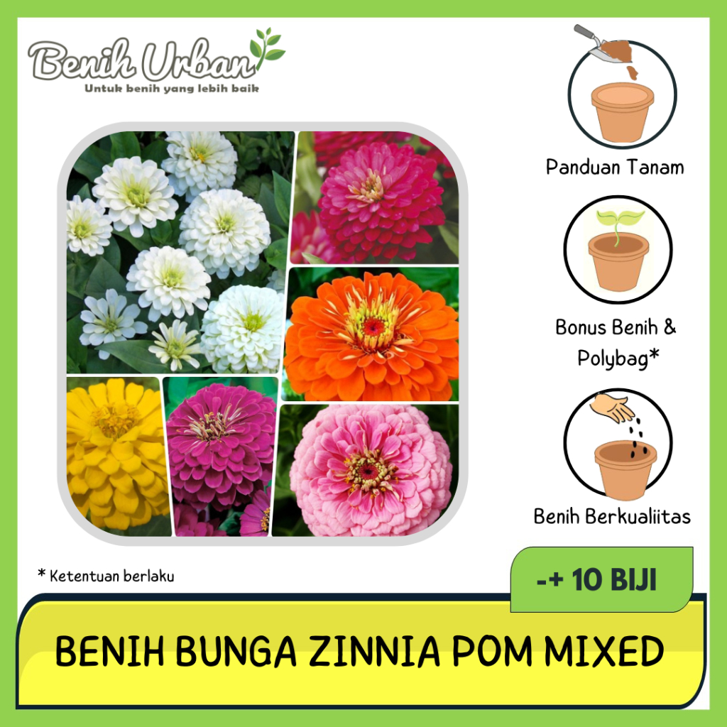 10 Biji Benih Zinnia Pom Bibit Bunga Zinnia Tumpuk Zinnia Liliput