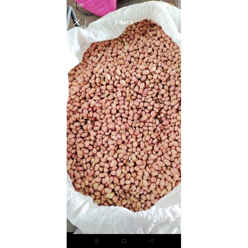 

kacang tanah super