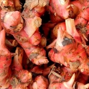 lengkuas merah / laja merah 1kg
