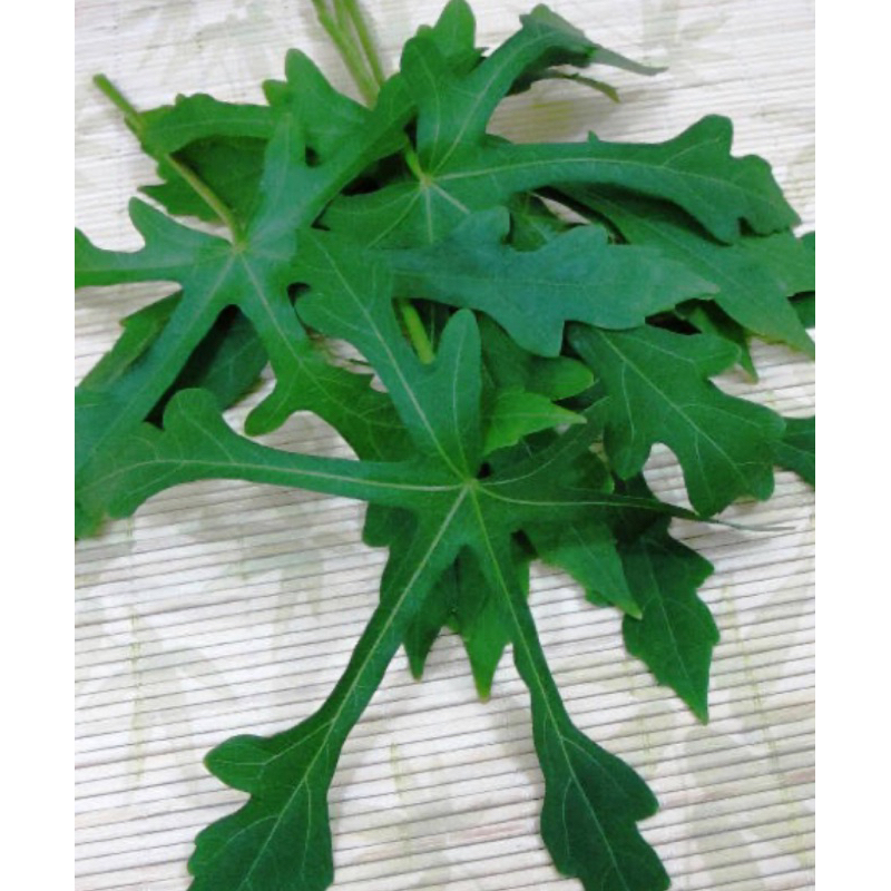 

Daun gedi segar daun berlendir petik langsung 50 lembar