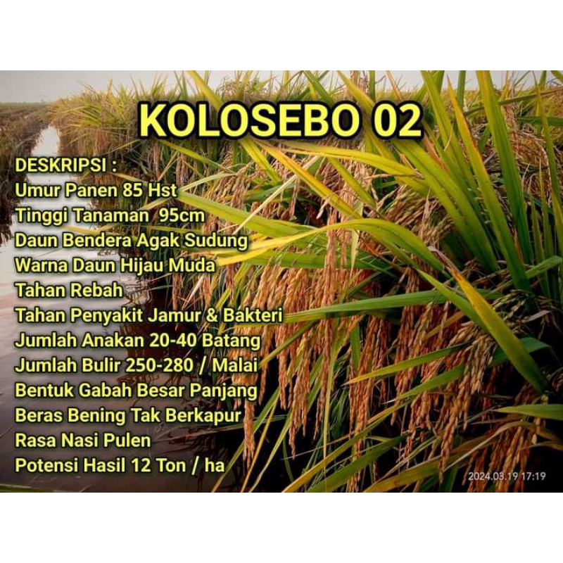 benih padi kolosebo 02 5kg