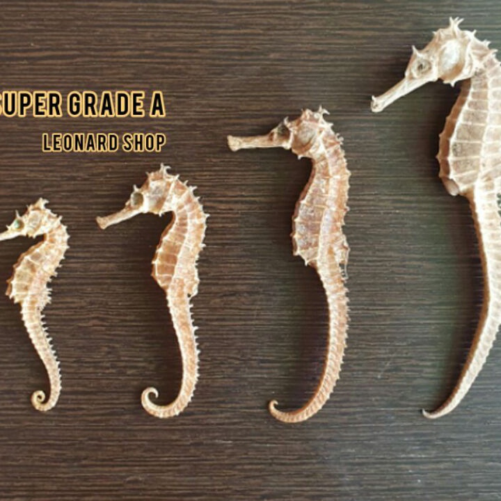 

Jangan Sampai Kehabisan KL HAI MA KERING SUPER HERBAL OBAT KESUBURAN PRIA WANITA HAIMA HAI MHA GINSENG RENDAMAN PIL KAPSUL NAGA LAUT SEAHORSE TERIPANG HAISOM SIRIP IKAN HISIT PENAMBAH STAMINA KUAT PERUT IKAN HUPIO GELEMBUNG REN S