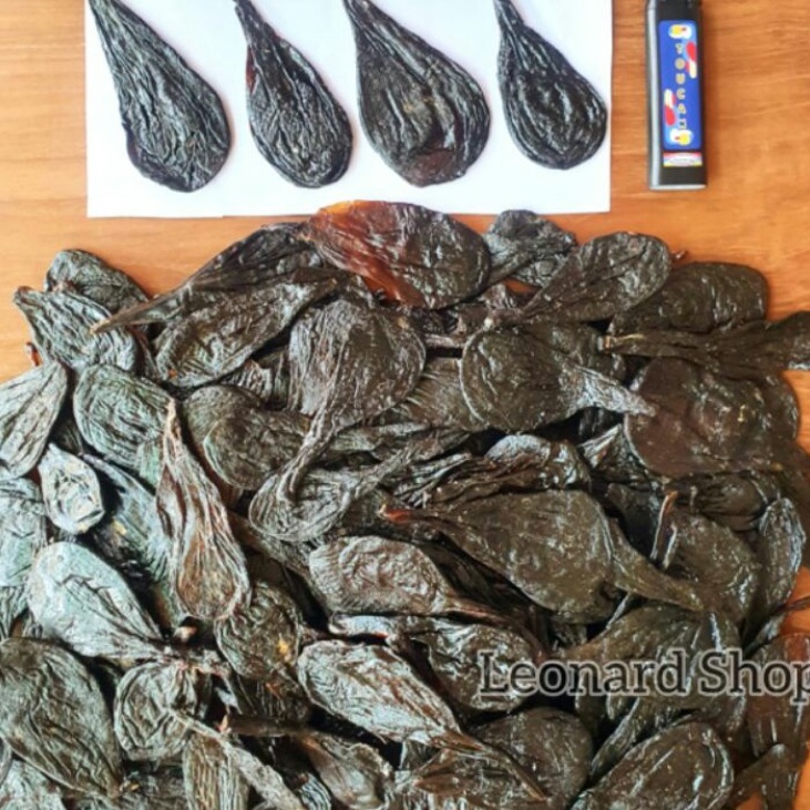 

HOT Empedu Ular Piton Sanca 1 Asli Besar Kering Bukan Cobra Obat Herbal Kesehatan Kulit Menyembuhkan Jerawat Menurunkan