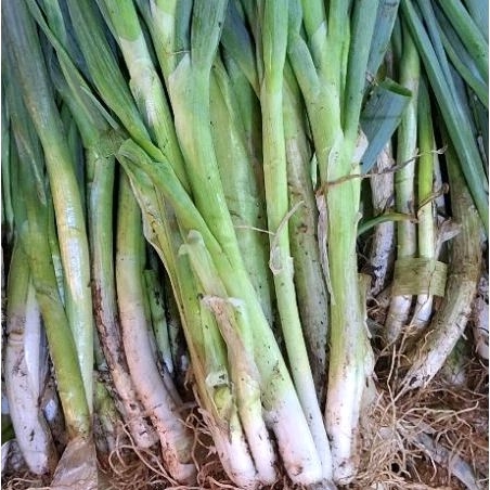 

Daun Bawang Seledri