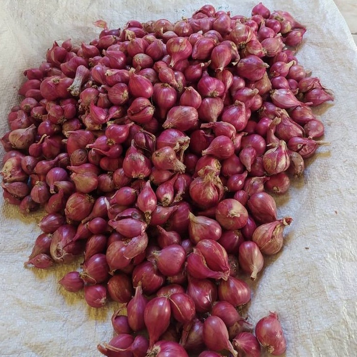 

PROMO MURAH Bawang Merah Super 25gram