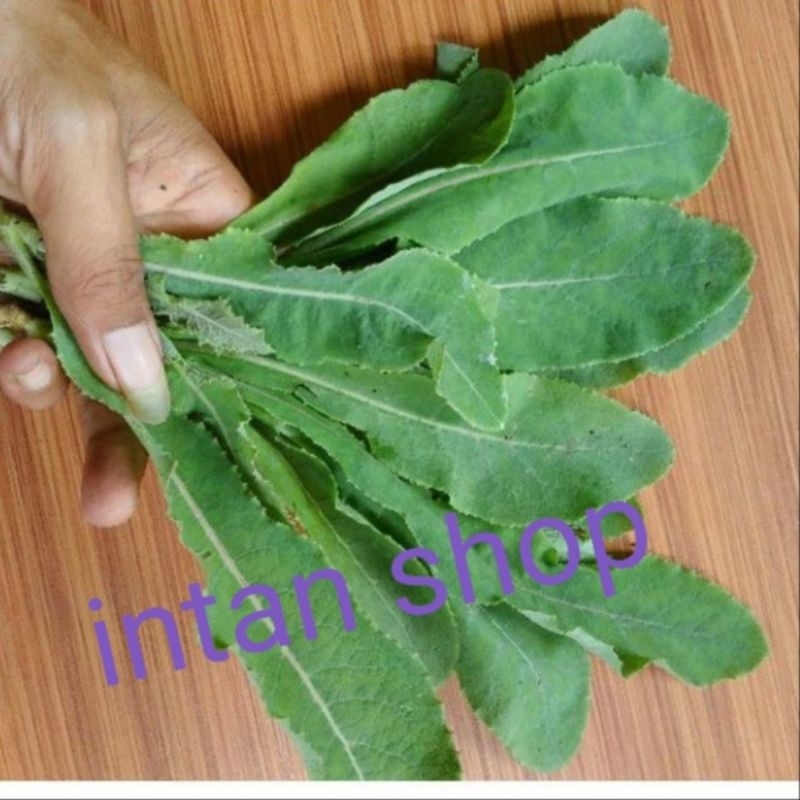 

daun tmpuyung sgar 350 gr daun herbal alami