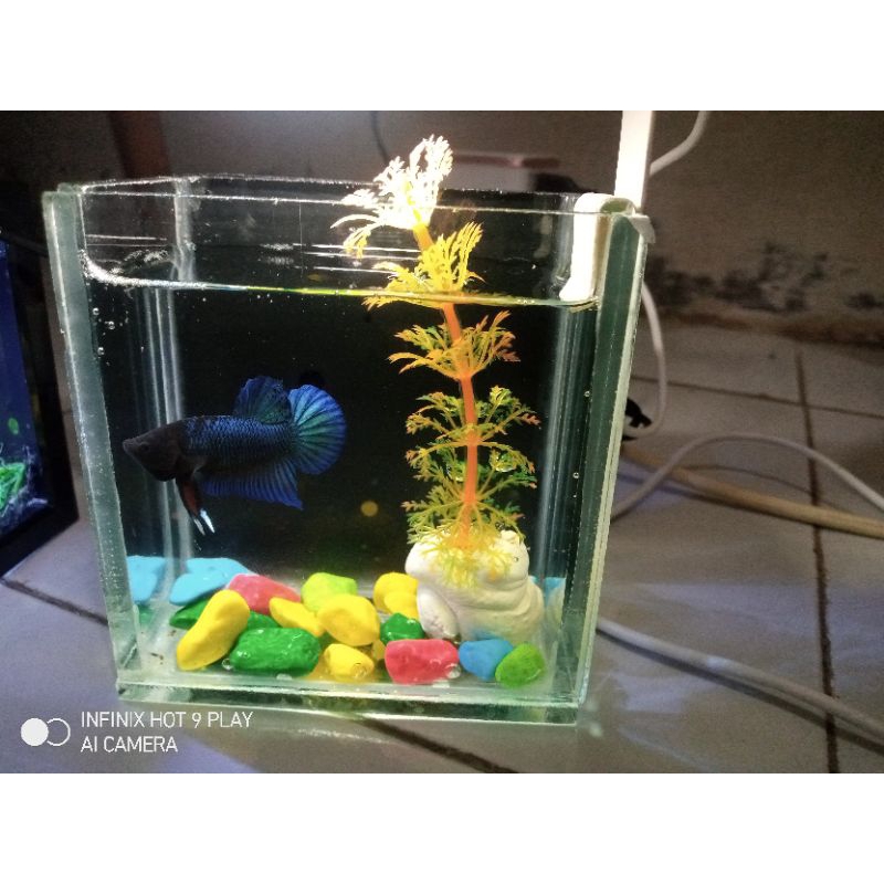 aquarium mini,