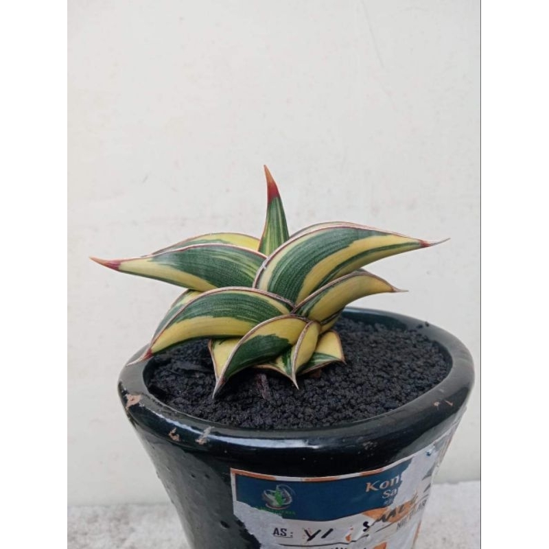 Sansevieria Rorida Varigata Super Lapis