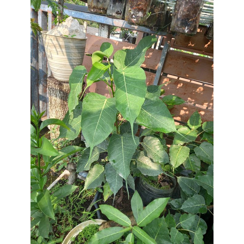 ficus bodhi/religiosa ukuran 70cm