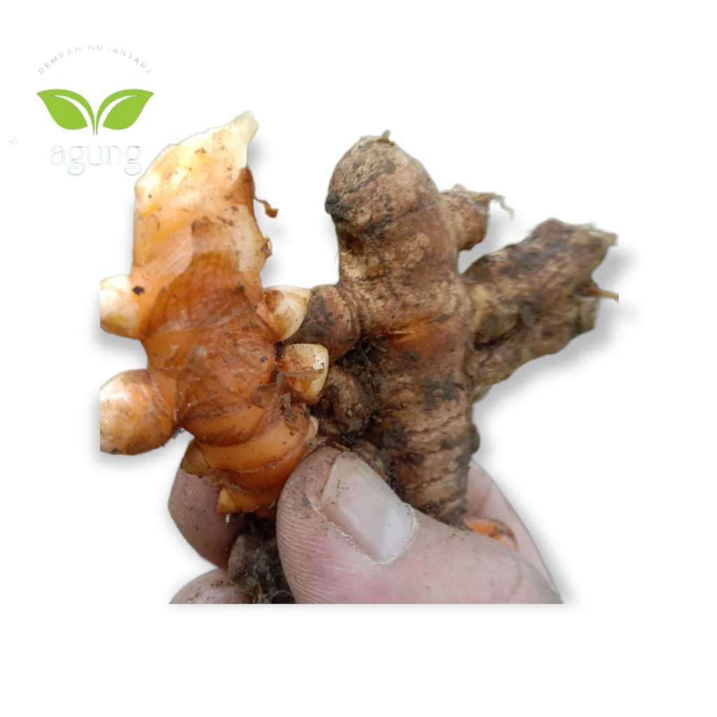 

kunyit/kunir segar hasil petani lokal / kg