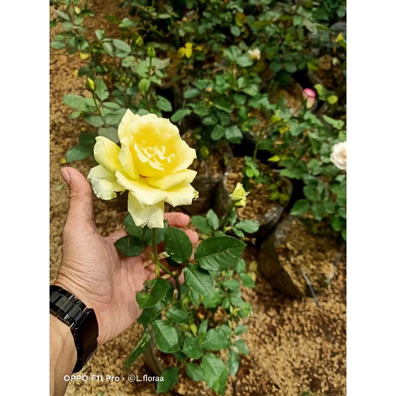 Tanaman Hias Bunga Mawar Varian Warna Realpict / Bunga Mawar Asli / Tanaman Hias Hidup bunga mawar